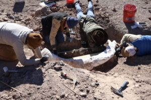 Plaster-jacketing the mammoth tusk