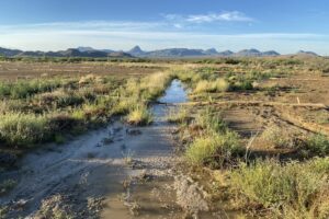 Habitat Restoration at Nine Points Mesa-Caleb Hughes