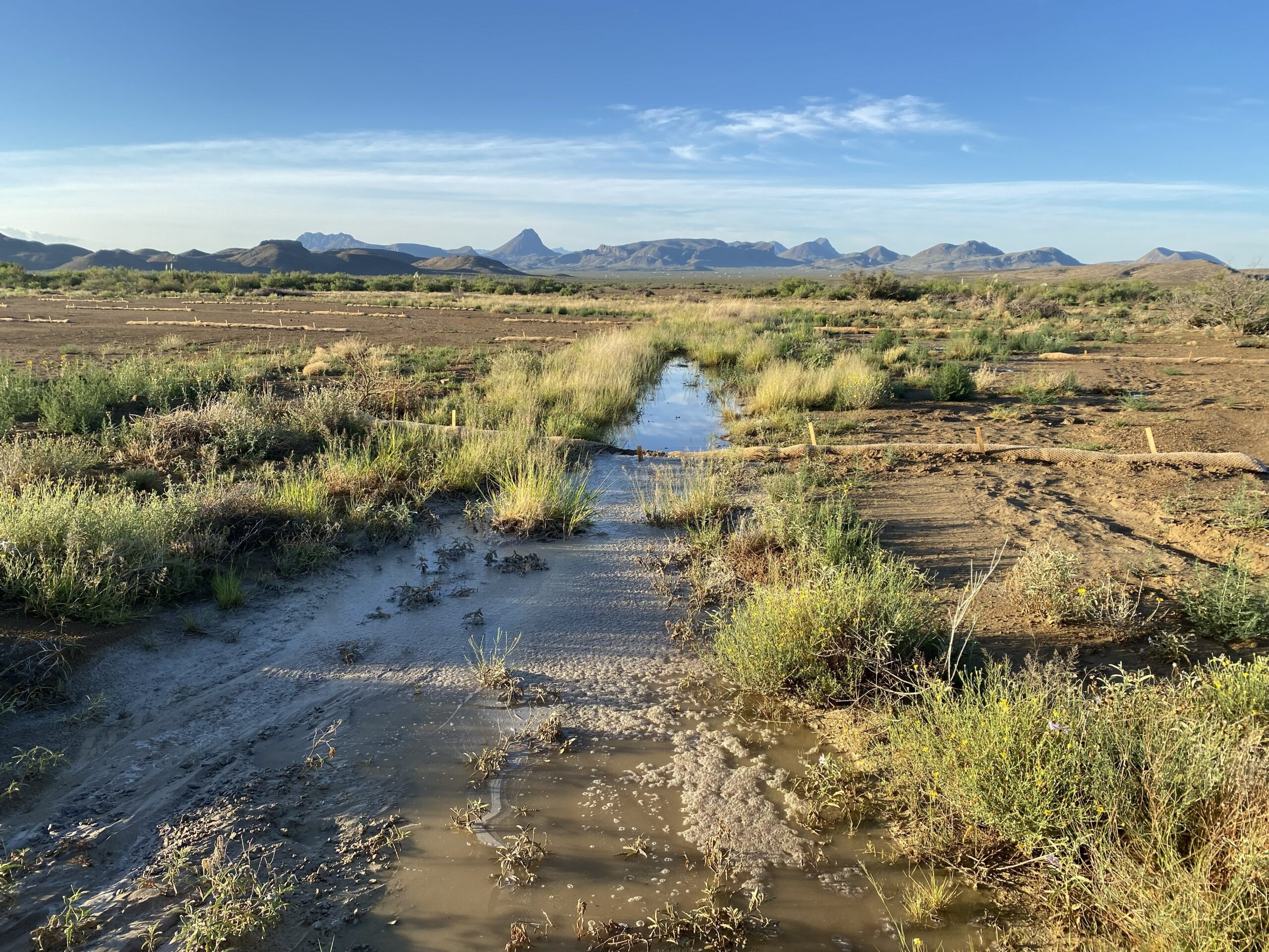 Borderlands Research Institute receives $975,000 gift to advance habitat restoration in West Texas