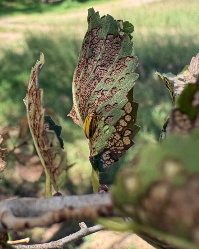 If you've noticed that your elm trees are looking a bit wilted, beetles may be to blame. Kelsey Wogan, a biologist and our environmental lab manager, did some research and says not to worry -- many of those she studied are already starting to leaf out again.
__________

Sul Ross State University, The Frontier University of Texas, Brand 'Em Lobos, Alpine, Far West Texas, Elm, Tree, Leaf, Beetles