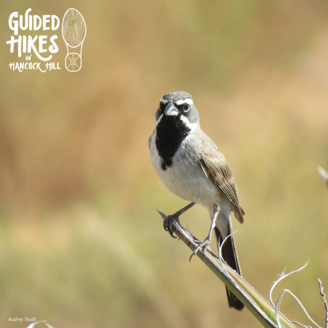We had a fantastic turnout for Saturday’s bird hike on Hancock Hill! 🐦 Led by Dr. Antonio Cantu and Dr. Alejandro Chavez, hikers spotted and learned about desert birds like the Black‑throated Sparrow—an impressively drought‑adapted species that gets most of its water from food. 🌵(Photo credit: Audrey Taulli) The Alpine area is also spring breeding ground for Black‑chinned Hummingbirds, which zipped along the trail with heart rates up to 480 beats per minute! 💨 (Photo credit: Michael Gray)

For our next guided hike, join us on the Saturday before 🌍 Earth Day! Don’t miss this chance to explore, learn, and celebrate the planet that sustains us! 🌄 Visit the @borderlandsresearchinstitute page's link in their bio to sign up today.

📅 Saturday, April 18, 2026 | 9 a.m.
📍 Hancock Hill, Sul Ross State University
🧭 Guide: Dr. Kelbi DeLaune‑Trotter
🌱 Theme: Exploring Desert Resources: An Earth Day Hike
🥾 FREE • 1.8 miles • Registration required
